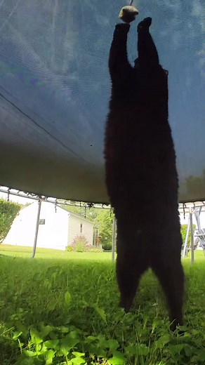 Feline Follies | Cat Meow Compilation