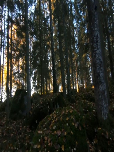 Building ROOF Structure | Camping Life