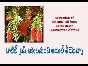 Essential oil extraction from Callistemon citrinus leaf material using Hydro distillation method