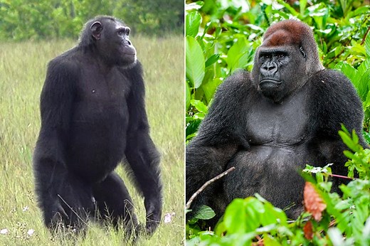 Interspecies primate war has been observed in the wild for the first time