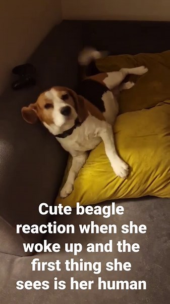 Beagle’s adorable morning reaction to seeing her human