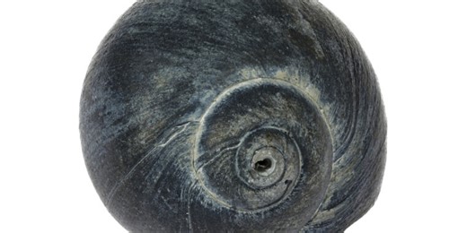 Big evolutionary change tied to lots of small differences