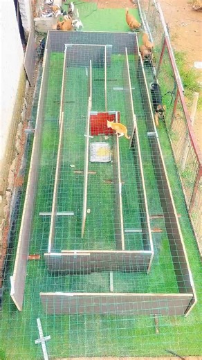 Difficulty Dogs in a maze #puppy #cute #pets #funny #dog | Puppy funny