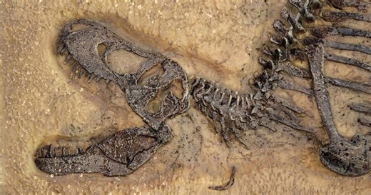 10K views · 327 reactions | For years we’ve been told that fossils are millions of years old and neatly fit into the story of evolution. But the truth is, they actually line up far better with the biblical timeline!  CreationToday.org/411 | Creation Today | Facebook