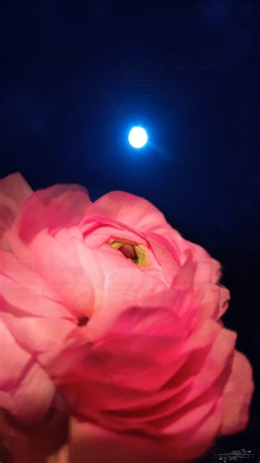 3.3K views · 263 reactions | ⚘Full Mon Flower ritual with blessings...