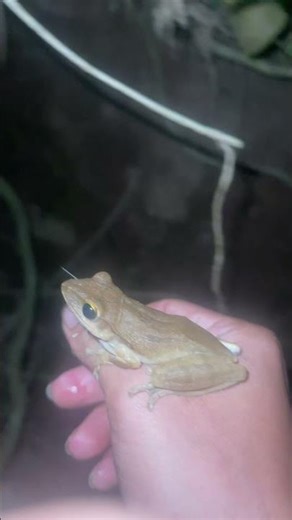 Three interesting frogs” 🐸✨