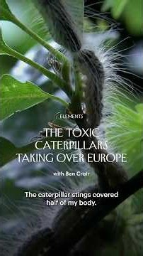 The Toxic Caterpillars Taking Over Europe