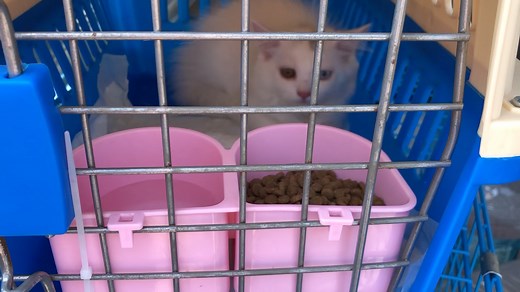 全国往返宠物托运宠物运输宠物快递宠物邮寄