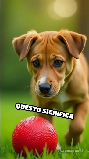 Il mondo a colori visto dai cani