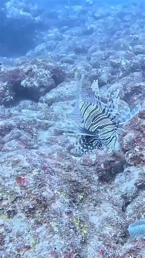 Behold the lionfish! Here are some interesting facts about this creature: Lifespan: Up to 15 years 😱 Range: Native to the Indo-Pacific region, lionfish have become a non-native invasive species in the waters around the Florida Keys. They are highly invasive and quite a nuisance in Florida waters, posing a serious threat to our local marine ecosystems. Habitat: These striking fish can be found on shipwrecks, artificial reefs, coral reefs, mangroves, and hard ocean bottoms. Appearance: Recognized
