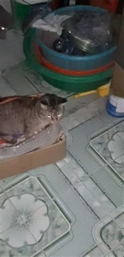 C!T nghe nhạc quẩy hết ta #cat.