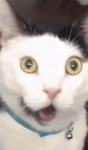 🔴 CAT SINGING OPERA, WITH SOUND EPIC, #CATS, #MEME, #CAT #MEMES (NEW IN 2026)