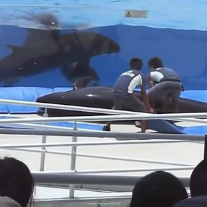 Does this false killer whale look "happy" to you? In captivity, dolphins and whales face a lack of stimulation and can resort to abnormal or even self harming behaviors. This is one incident of a dolphin jumping out of a tank at the Okichan dolphin theater in the Churaumi Aquarium. There are have been similar incidents at Panama City’s Gulf World, SeaWorld Orlando and other facilities. More on why to never visit a dolphinarium: bit.ly/CaptivityIssues #DolphinProject #ThanksButNoTanks #FalseKille