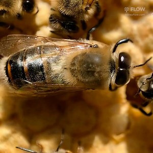 Introducing “The Drone”, the Drone is a male bee, whose only real role is to mate with a queen. But not the queen from his colony. Characterised by a large body and eyes twice the size of a worker bee, The Drone is raised for mating in spring and dies off, or is ejected from the hive, in autumn. He does not forage, construct comb, or perform any other helpful function within the hive, except on occasion when he might fan his wings to help cool the hive – mostly, he’s a drain on resources. In spr