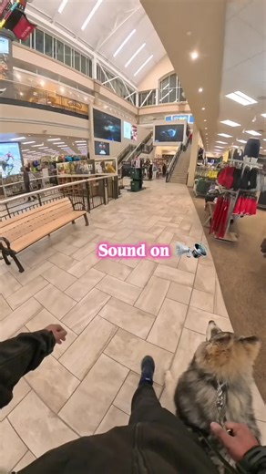 Unmonitored Lil dogs - him screaming Noooo isnt gonna change anything, train your goddamn dogs 🤦🙂‍↔️ #fyp #viralvideo #viral #foryoupage #5m