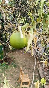 Compártanme porfa sus mejores consejos para rescatar mi árbol de limón 🙏🏼😢🍋 #cantautoraquecosecha #frutas #limon #arbol #naturaleza #plaga #cancion #incertidumbre #veintidos #triste | Valle Cantautora