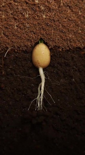 Cách Trồng Hạt Giống Nhân Sâm Hàn Quốc