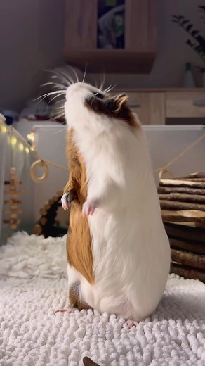 Cute Guinea Pigs Eating: Oreo and Brownie's Adorable Moments