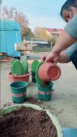How to Propagate Cactus Plants: A Simple Guide