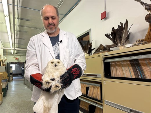 The snowy owl, Quebec's official bird, labelled a threatened species by expert group