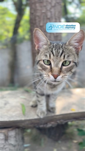 18K views · 401 reactions |  Cirmos az új fekete!  Régen a fekete...