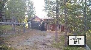 TOP TEN VIDEOS OF 2025: #1 ENORMOUS GRIZZLY BEAR, check out this video of large grizzly bear near Augusta, Montana. Thanks to Two Bear Air for the video. Share Your Photos and Videos: https://NBCMontana.com/ChimeIn | NBC Montana