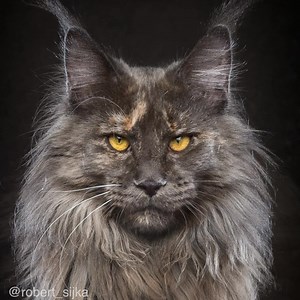 2.2M views · 26K reactions | Fifty faces of Maine Coon. | Felis Gallery by Robert Sijka | Facebook