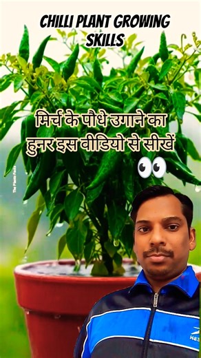 Get More Chillies from Your Plant | Chilli Growing Tips 🌶️🌱👍 #gardening #shortsfeed #chiliplant