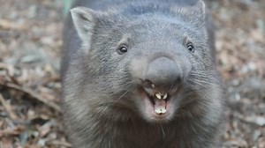Did you know wombats yell like this?! 🤣 Scarlett the wombat was pretty vocal about asking for some more scratches and cuddles. 🥰 Thanks for the video Australian Reptile Park | ABC Sydney