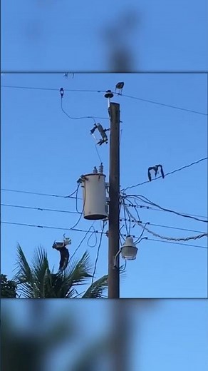Bird Gets Shocked by Power Line but Miraculously Flies Away!
