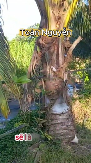 Gió càng mạnh cây càng cắm dễ sâu. #nhavuondep #chamngonsong