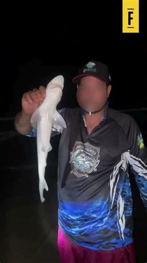 Recife: Fisherman catches baby shark in Boa Viagem, plays with the animal and returns it to the sea.