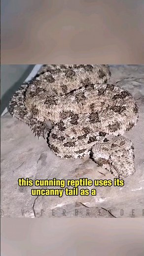 The Spider-Tailed Horned Viper - One of Most Bizarre Snakes of the World