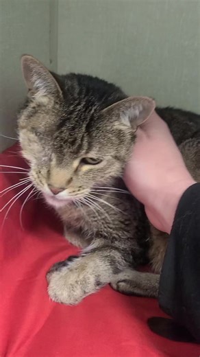 3.7K views · 142 reactions | Beautiful and sweet girl Lady Bug is so ready for her furever home! She is the sweetest little lady! Preadoption applications can be found at www.awsomanimals.org or stop by the shelter any day from 11-4 We are located at 3129 Godfrey ridge dr stroudsburg | A.W.S.O.M. | Facebook