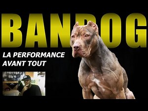 BANDOG, THE BEST GUARD DOG? Extreme skills!