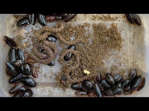 In the morning,Catching insects,Cockroaches,Earth Worms,#insects #animal#pet #worms #worldwide