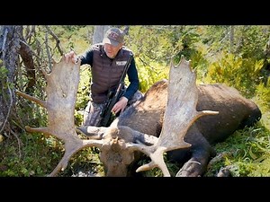 Huge Newfoundland Moose!