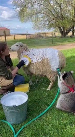 Raccoon and Sheep: Bath Time Fun! A raccoon hilariously helps wash a sheep, creating a playful scene. #fblifestyle #AI Generated using Kling AI . . . (For entertainment purposes only. Consult professionals if guidance on activities is presented. No brand affiliation is implied if any are shown. If inspired by true events, creative adaptations may be included. Content may include public footage.) | Fabiosa Daily