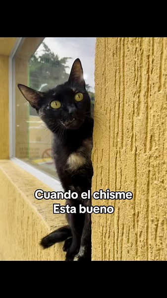 Micha Chismosa y el Humor de los Gatos