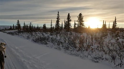 Soaking in the sunshine . . . #denalihighway #alpineglow #silveracekennel #sleddog #alaskanhusky #winter #mush | Silver Ace Sled Dog Kennel