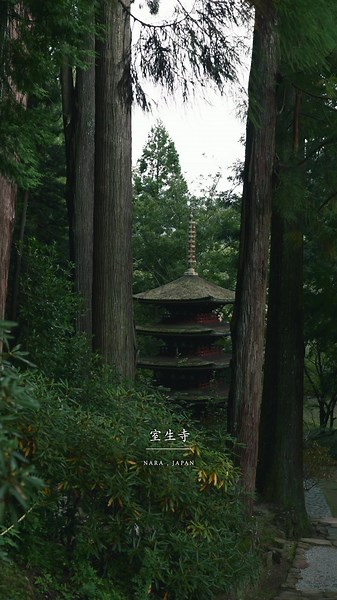 室生寺【奈良】- 神秘的な山奥の美しいお寺