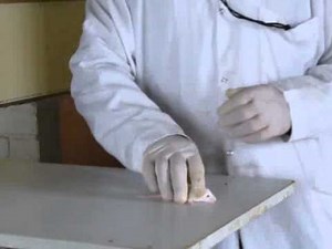 righting reflex test