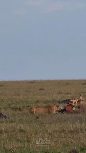 24K views · 297 reactions | Hyenas try to intimidate lions! #zebraplainsmoments #zebraplainscollection To book your Maasai Mara Safari at one of Zebra Plains Collection's Camps you can get in touch at: reservations@zebraplainsmara.com Or WhatsApp on +254790789122 Download our brochures to learn more about the camps: www.zebraplainscollection.com/brochures | Rob The Ranger Wildlife Videos | Facebook