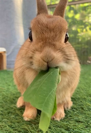 Relaxing Crunchy Rabbit ASMR Experience