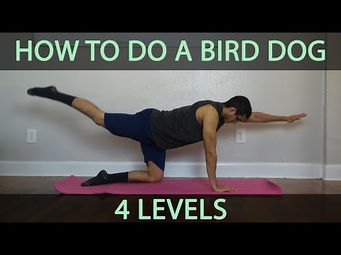 How to do a Bird Dog (Core Exercise) - Level 1, 2, 3, and 4