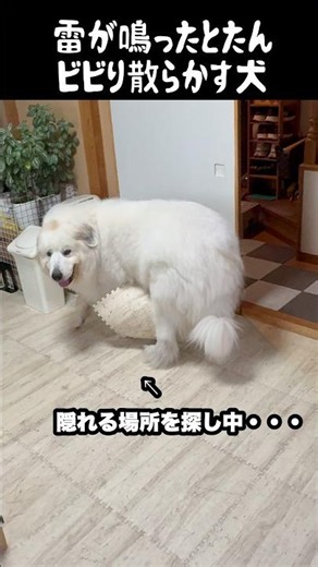 雷が怖すぎて穴掘ろうとする愛犬 #greatpyrenees #犬のいる生活 #大型犬のいる生活 #大型犬と暮らす #大型犬 #グレートピレニーズ #癒し #愛犬 #ゴールデンレトリバー