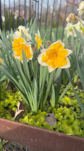 20K views · 723 reactions | Fall is the perfect time to plant bulbs...