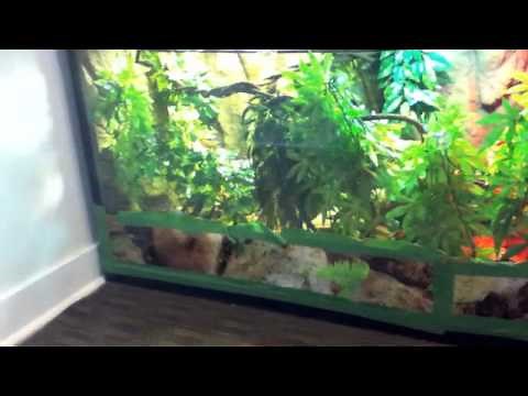 Water Dragon care and set up