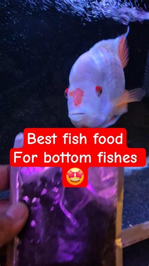 Best fish food for bottom fishes 🤩 #rtc #fish #shortsviral #viralvideo #ytshorts #shorts #trending
