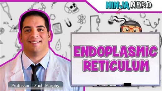 Endoplasmic Reticulum Structure & Function